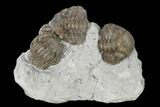Three Enrolled Eldredgeops Trilobite Fossils - Iowa #148662-1